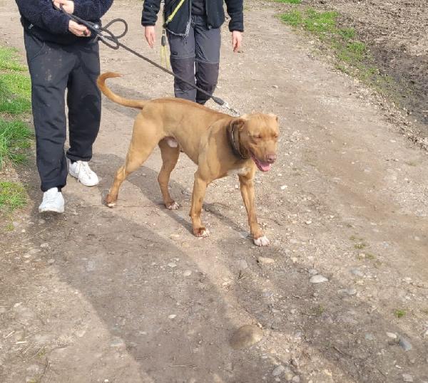 Zoro, splendido simil Pitbull Red Nose Foto 2
